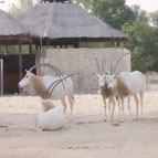 Doha Zoo Doha Zoo